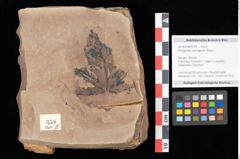 Foto (Objekt + Etikett) von Phragmites oeningensis Braun (NHMW-GEO-2024-0188-0358)